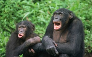Bonobos