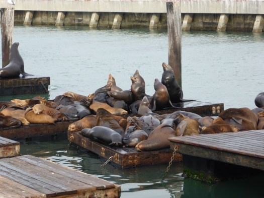 Pier 39 Sea Lions